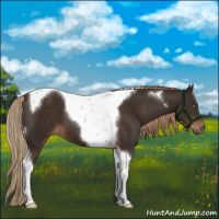 Horse Color:Liver Chestnut Tobiano 