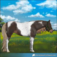 Horse Color:Liver Chestnut Tobiano 