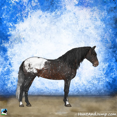 Horse Color:Brown Sabino Appaloosa 