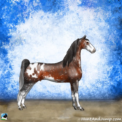 Horse Color:Brown Sabino Appaloosa 