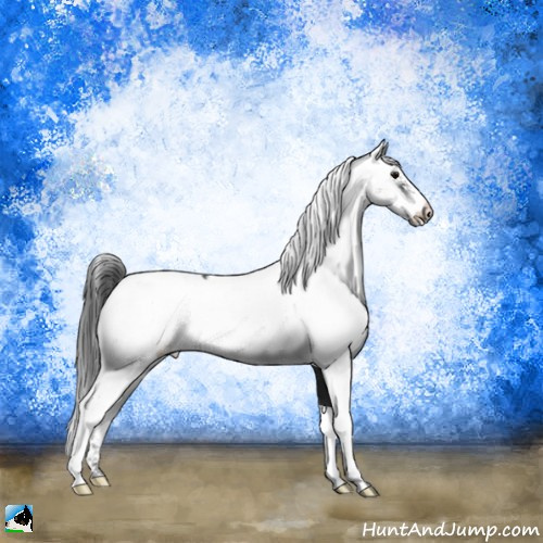 Horse Color:Black Sabino Appaloosa Rabicano 