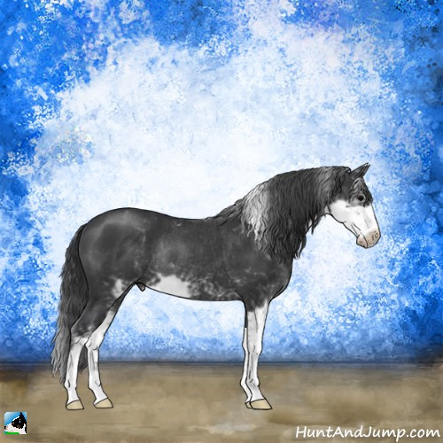 Horse Color:Black Sabino Rabicano 