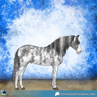 Horse Color:Black Ice Sabino Snowflake Varnish 