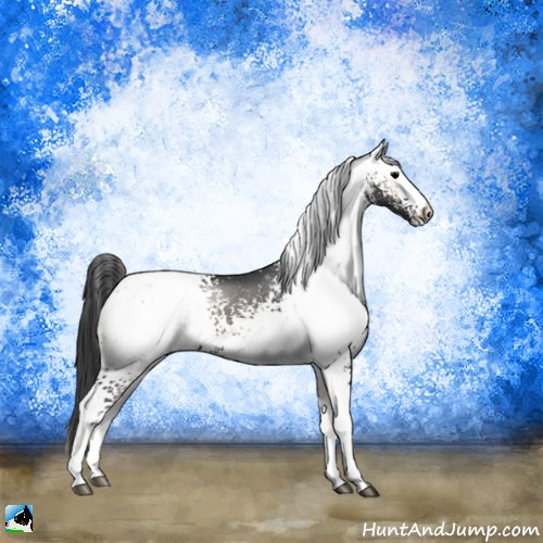 Horse Color:White Spotted Blue Onyx Appaloosa 