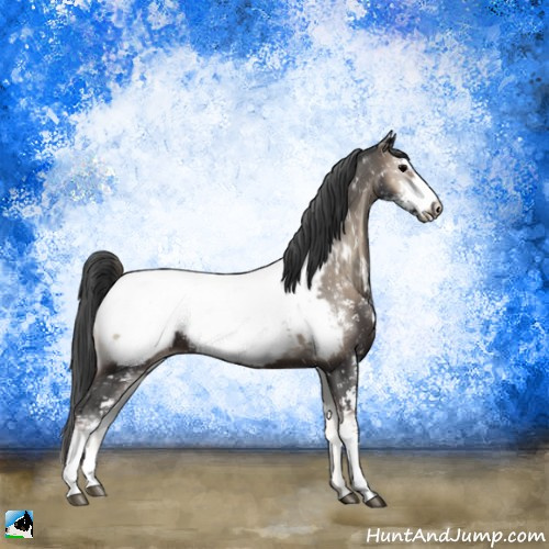 Horse Color:Blue Onyx Sabino Appaloosa 