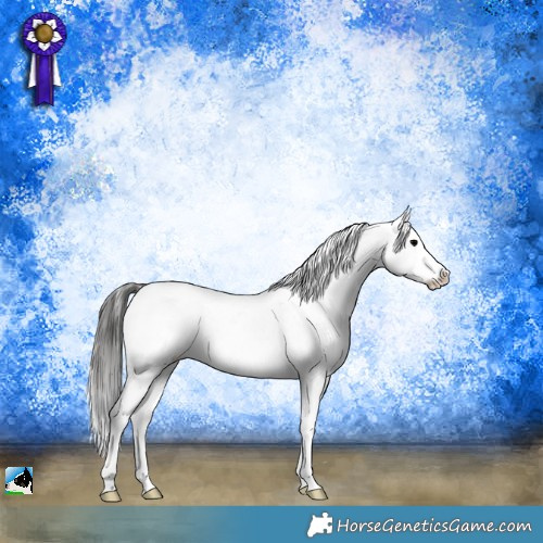 Horse Color:Blue Onyx Sabino Appaloosa 