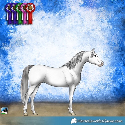 Horse Color:Blue Onyx Sabino Appaloosa 
