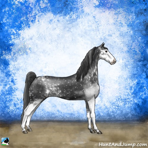 Horse Color:Black Sabino Appaloosa 