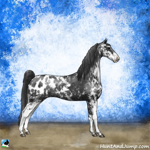Horse Color:Black Sabino Appaloosa Rabicano 