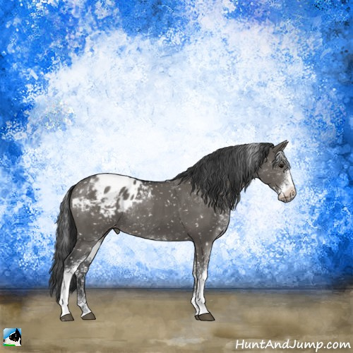 Horse Color:Grullo Sabino Appaloosa Rabicano 