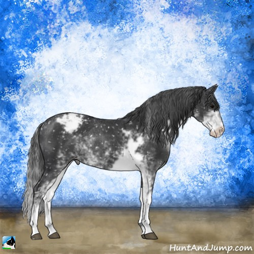 Horse Color:Black Sabino Appaloosa Rabicano 
