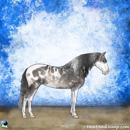 Horse Color:Blue Onyx Sabino Appaloosa Rabicano 