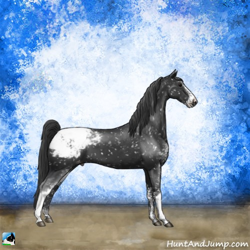Horse Color:Black Sabino Appaloosa 