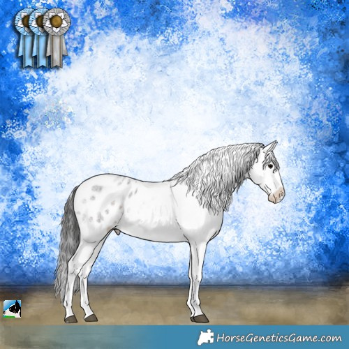 Horse Color:Brown Roan Sabino Appaloosa 