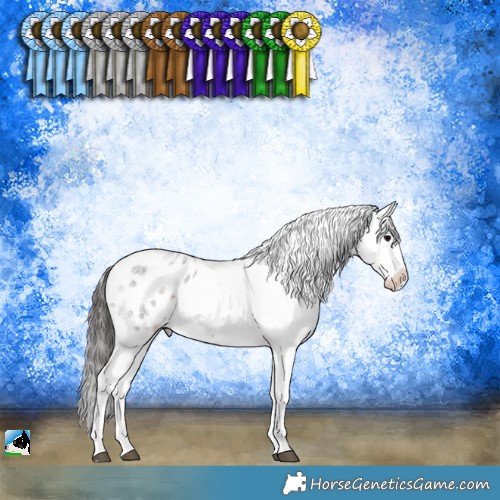 Horse Color:Brown Roan Sabino Appaloosa 