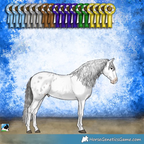 Horse Color:Brown Roan Sabino Appaloosa 