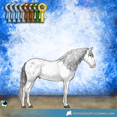 Horse Color:Brown Roan Sabino Appaloosa 