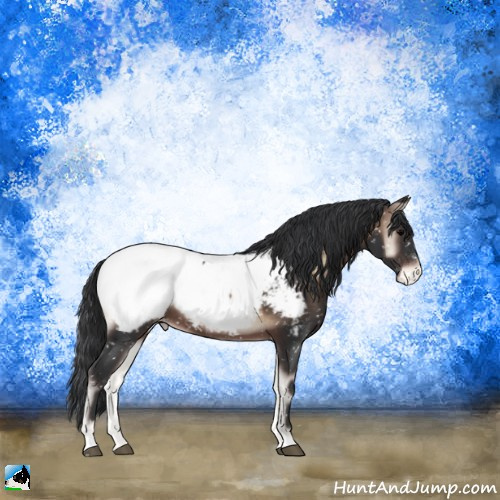 Horse Color:Brown Onyx Sabino Appaloosa 