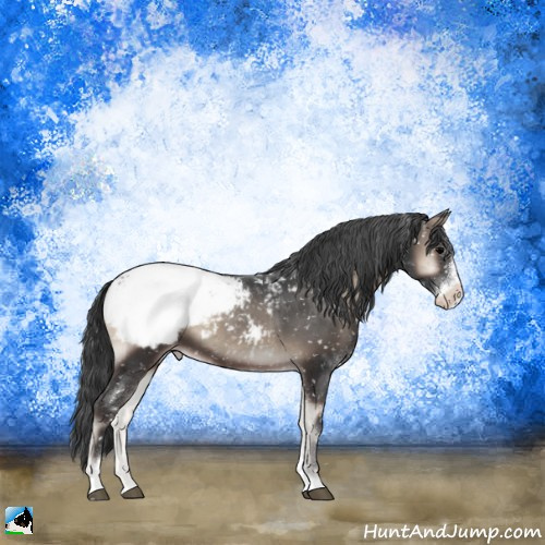 Horse Color:Blue Onyx Sabino Appaloosa 