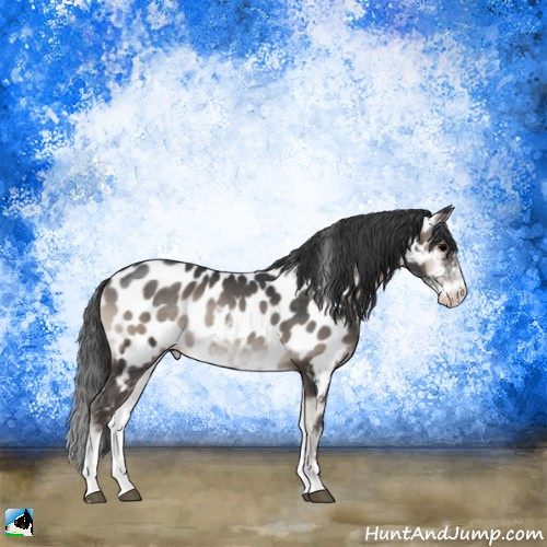 Horse Color:Blue Onyx Mushroom Sabino Appaloosa 
