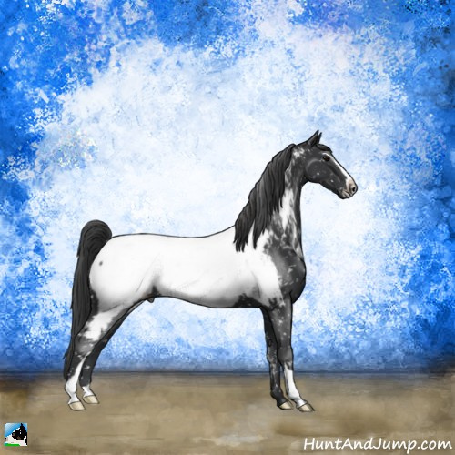 Horse Color:Black Sabino Appaloosa Rabicano 