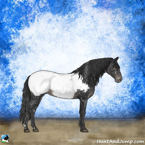 Horse Color:Black Appaloosa 