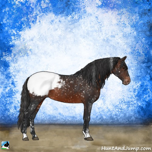 Horse Color:Brown Sabino Appaloosa 