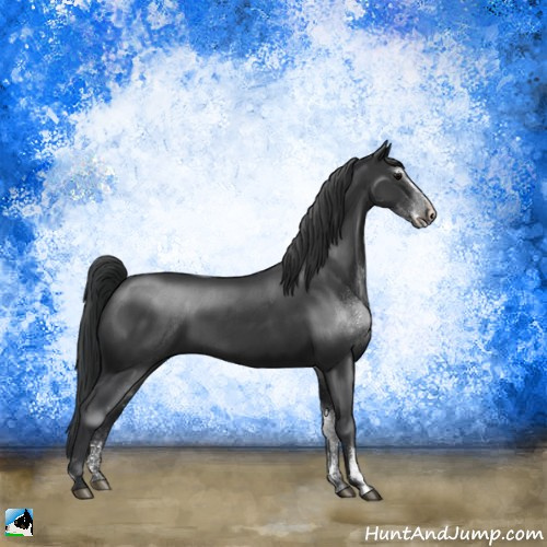 Horse Color:Black Sabino 