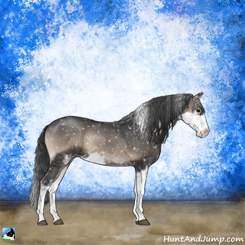 Horse Color:Blue Onyx Sabino Appaloosa 