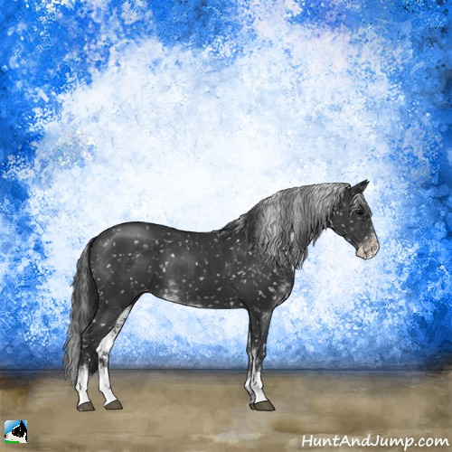 Horse Color:Black Sabino Appaloosa Rabicano 