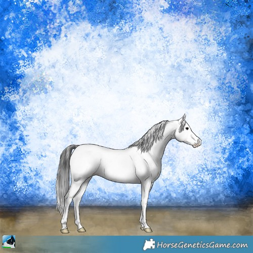 Horse Color:Blue Onyx Sabino Appaloosa 
