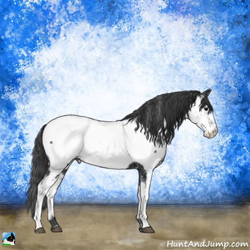 Horse Color:Black Sabino Appaloosa 