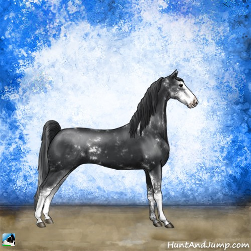 Horse Color:Black Sabino 