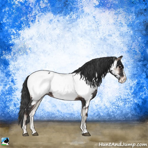 Horse Color:Blue Onyx Sabino Appaloosa Rabicano 