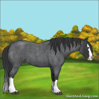 Horse Color:Blue Roan Sabino Splash and Blue Roan Sabino Splash