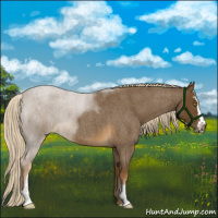 Horse Color:Chocolate Palomino Roan Mushroom Sabino 