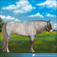 Horse Color:Liver Red Roan Sabino