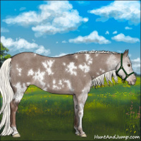 Horse Color:White Spotted Liver Red Dun Roan Mushroom 