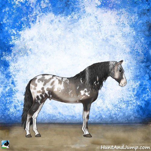 Horse Color:White Spotted Blue Onyx Sabino Appaloosa Rabicano 