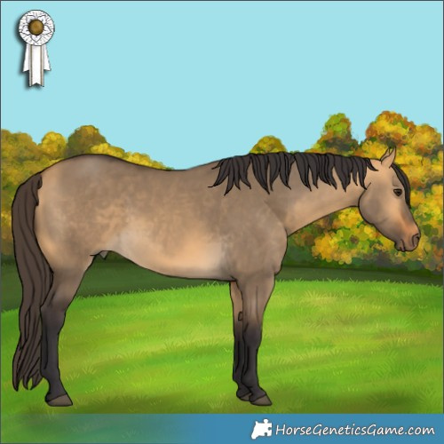 Horse Color:Buckskin Dun 