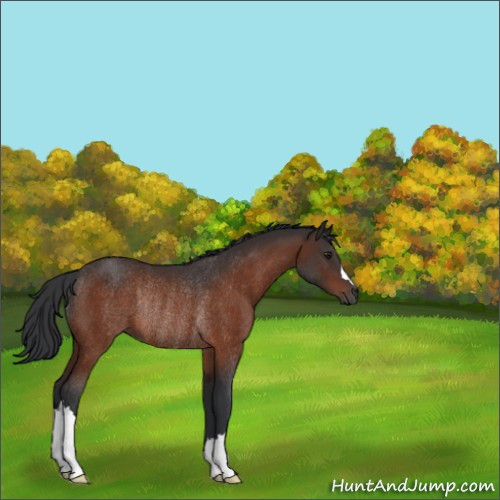 Horse Color:Brown Rabicano 