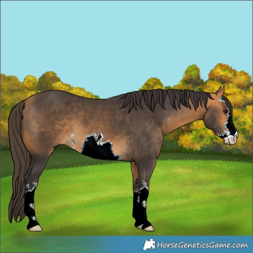 Horse Color:White Spotted Buckskin 