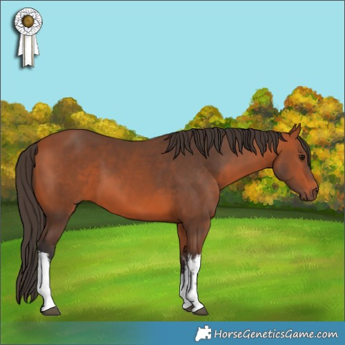 Horse Color:White Spotted Bay 