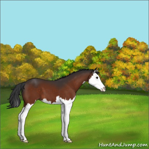 Horse Color:Bay Splash