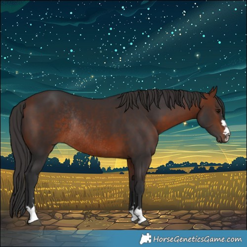 Horse Color:Bay Rabicano