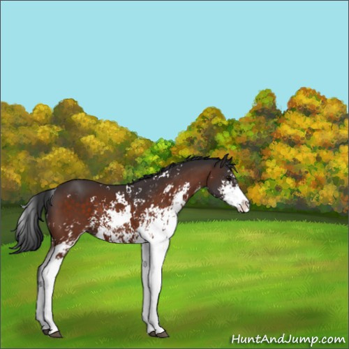 Horse Color:Bay Sabino 