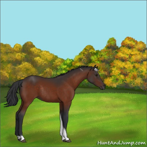 Horse Color:Brown Tobiano Rabicano 