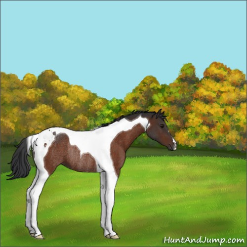 Horse Color:Bay Tobiano Rabicano 