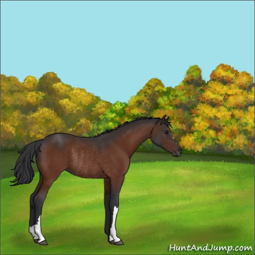 Horse Color:Brown Rabicano
