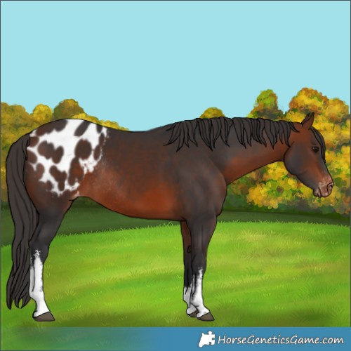 Horse Color:White Spotted Bay Appaloosa Rabicano 
